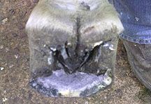 Sheared-hoof.jpg