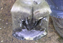 Sheared-hoof.jpg