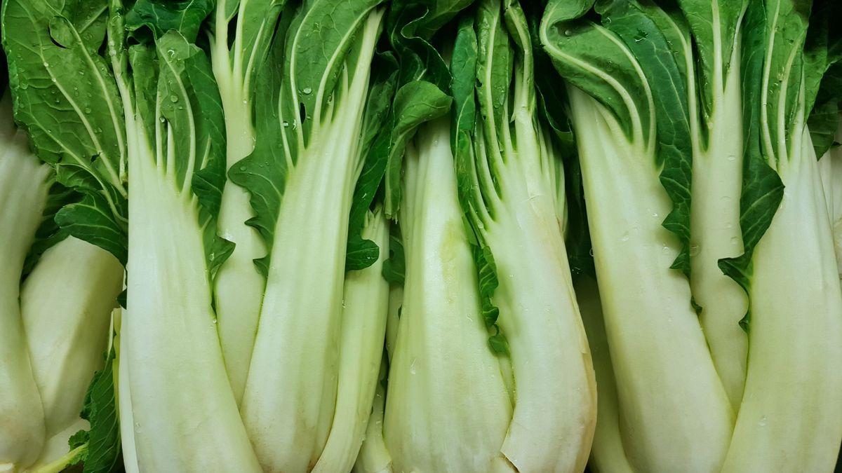 How to grow pak choi: expert planting, growing and care tips