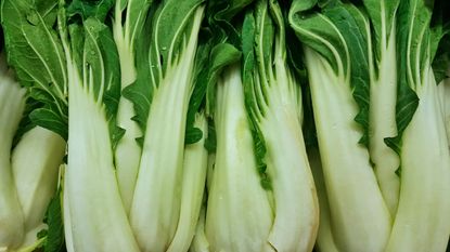 Harvest of Canton White pak choi 