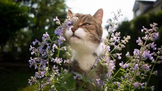 cat sniffing catnip