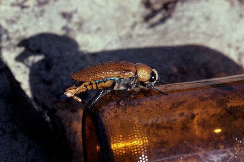 beetle attempts to mate with a brown beer bottle