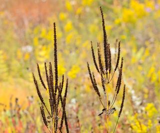 Culver's root, or Veronicastrum virginicum, with black seed pods in the fall