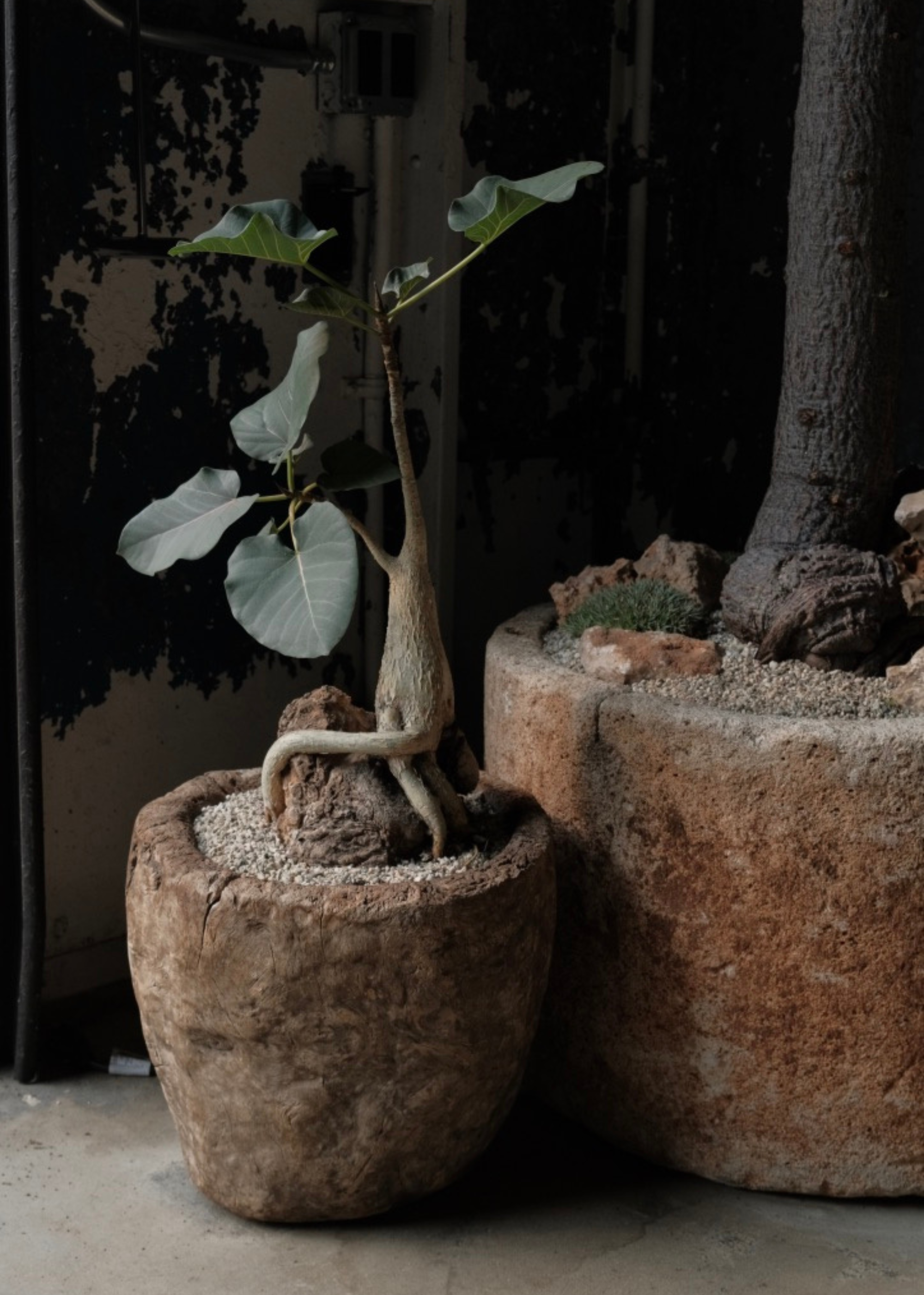 A houseplant on a rock with a gravel soil cover in a textured planter