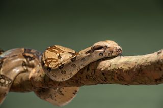 A brown snake on a tree branch