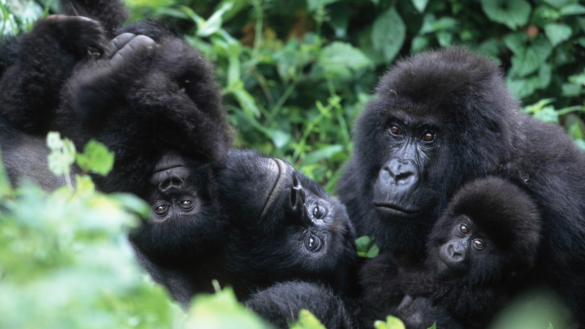 A photograph of a family of gorillas in the forest.