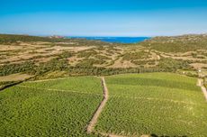 Capichera_Vigne.jpg