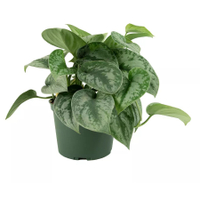 Satin pothos, Target