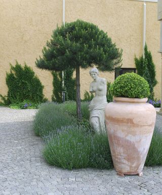 Italian Stone pine, Umbrella Pine (Pinus pinea), in a flowerbed with lavender