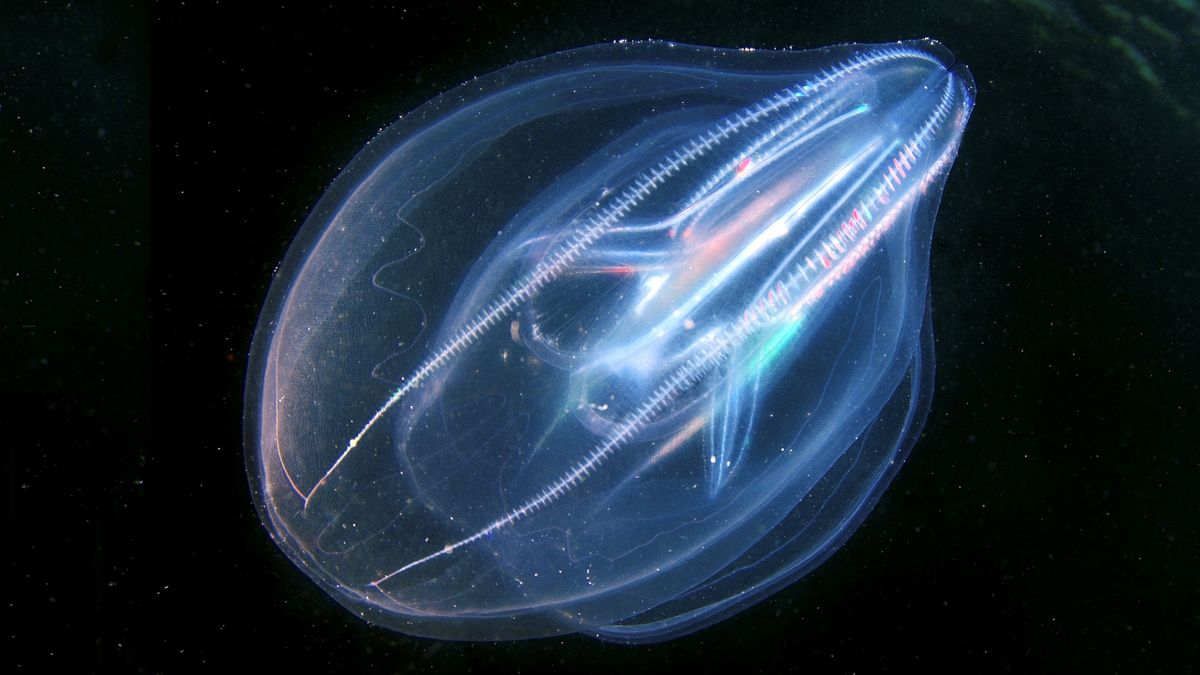 Alien-like comb jellies have a nervous system like nothing ever seen before