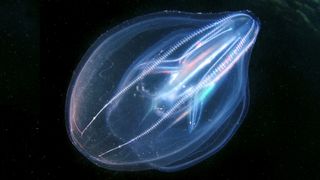 A glowing blue and pink Warty Comb Jelly, Mnemiopsis leidyi, swimming in the Black Sea 