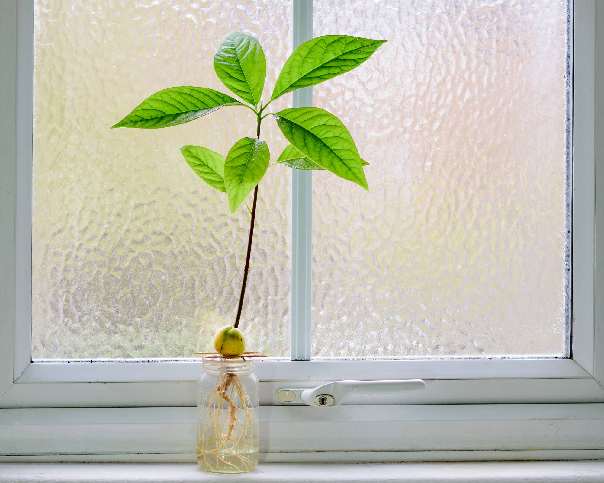 Methods of how to grow avocado seed include windowsill propagation