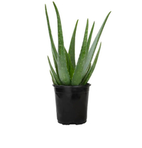 Aloe vera plant from Home Depot