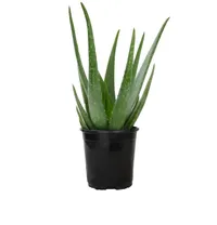 Aloe vera plant from Home Depot