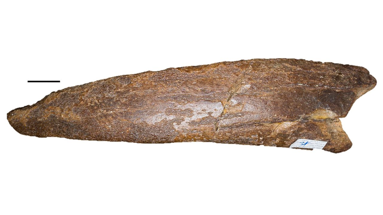 A manatee rib fossil fragment. (Scale bar is 0.8 inches, or 2 centimeters.)