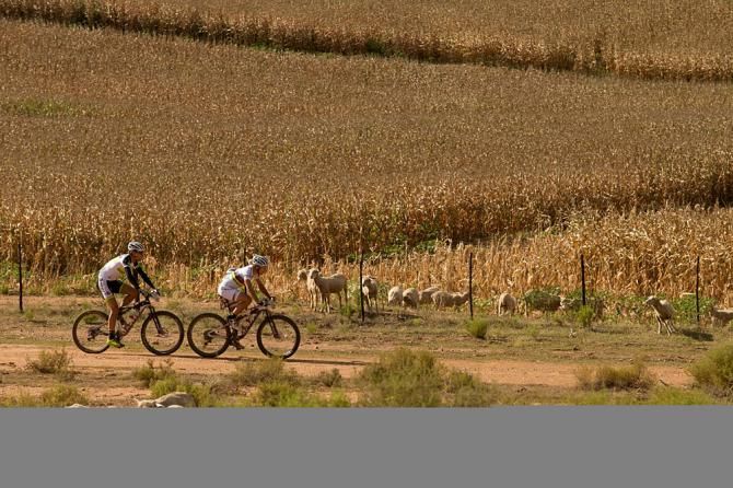 Nino Schurter and Philip Buys of Team Scott-Odlo MTB racing pass sheep and a field of maize