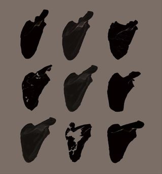 A hypothesized model of shoulder shape evolution from African ape-like (top left) to modern human (bottom right) including predicted ancestral forms (grey) and hominin fossils: Australopithecus afarensis (top right), Australopithecus sediba (middle left), Homo ergaster (middle right), Homo neanderthalensis (bottom middle).