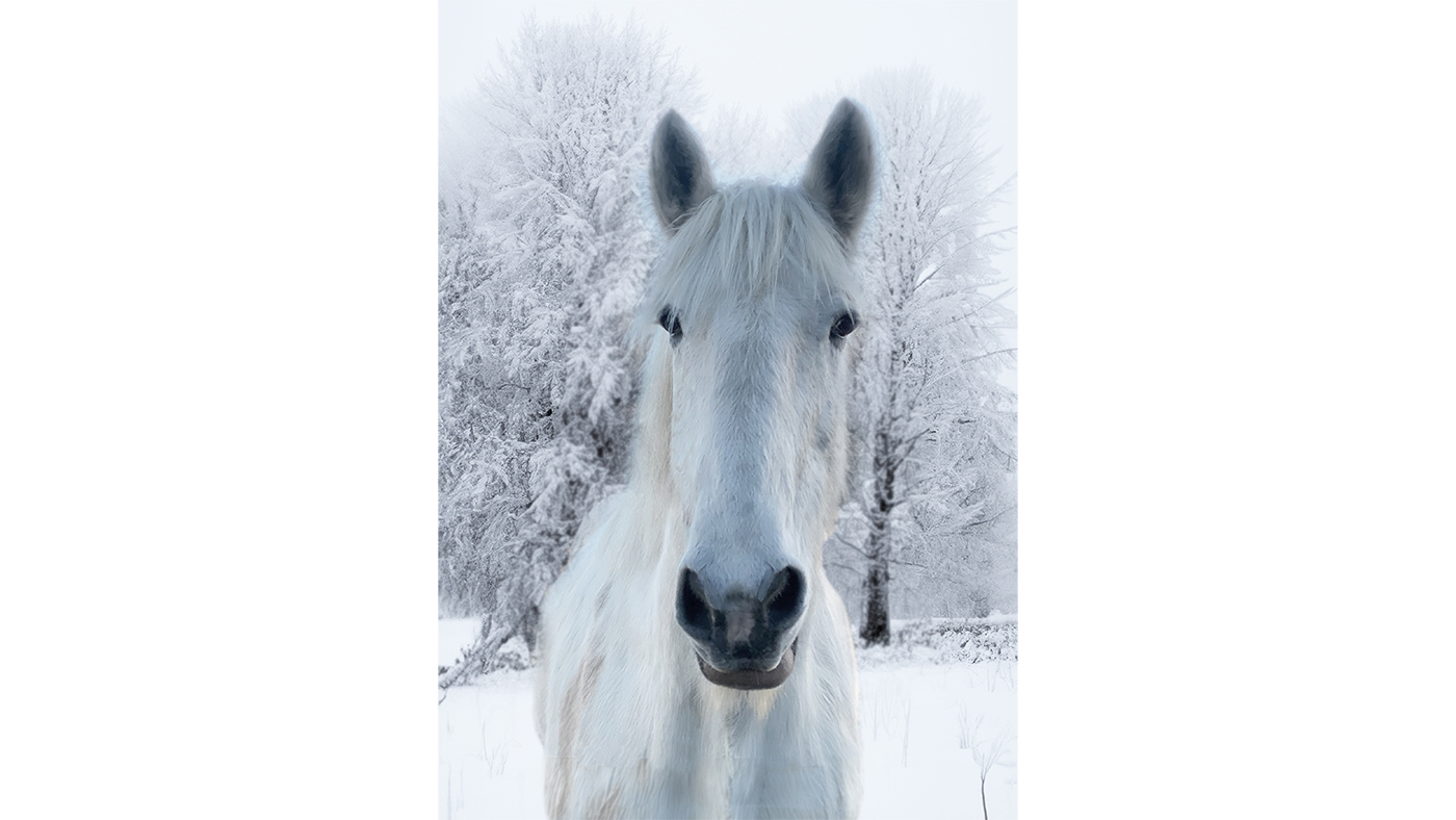 The Horse Trust charity Christmas card Samson