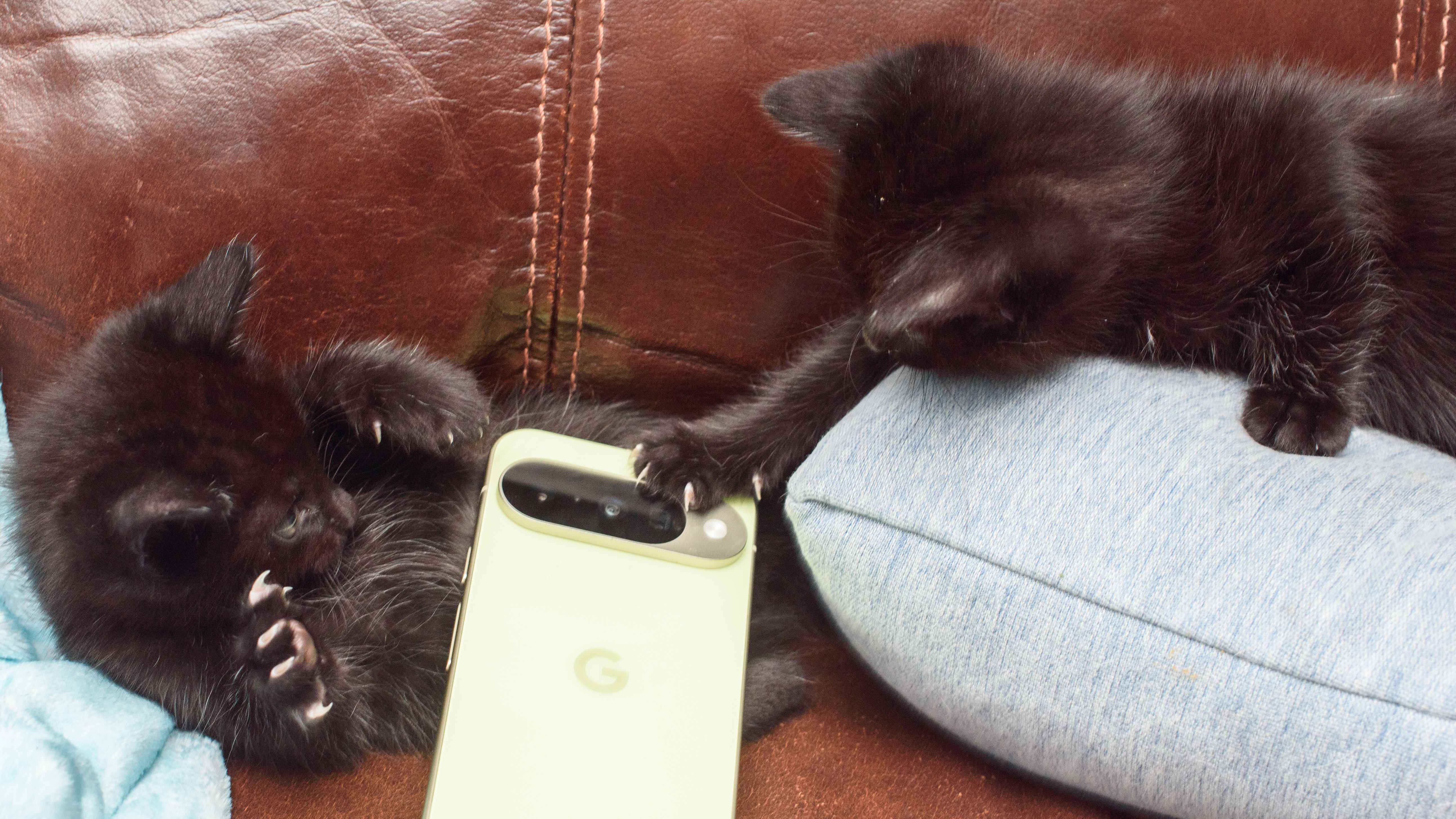 2 small black kittens playing with a man&#039;s hand and a Pixel 10 Pro in jade green, murder claws at the ready