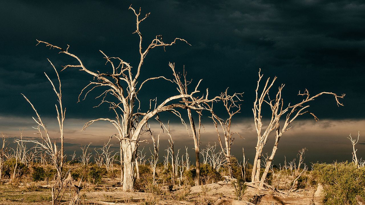 Okavango Delta leadwood forest
