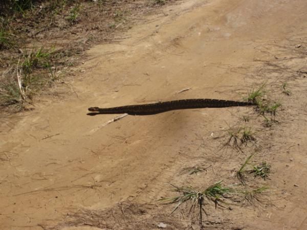 Poisonous puff adder