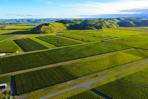 Smith-Sheths-Gimblett-Gravels-Omahu-vineyard-strip-foreground-and-the-limestone-outcrop-of-Roys-Hill-behind.-Credit-Richard-Brimer.jpg