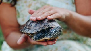 Girl stroking turtle