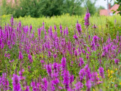 Many flowers of purple and yellow loosestrife growing in a field