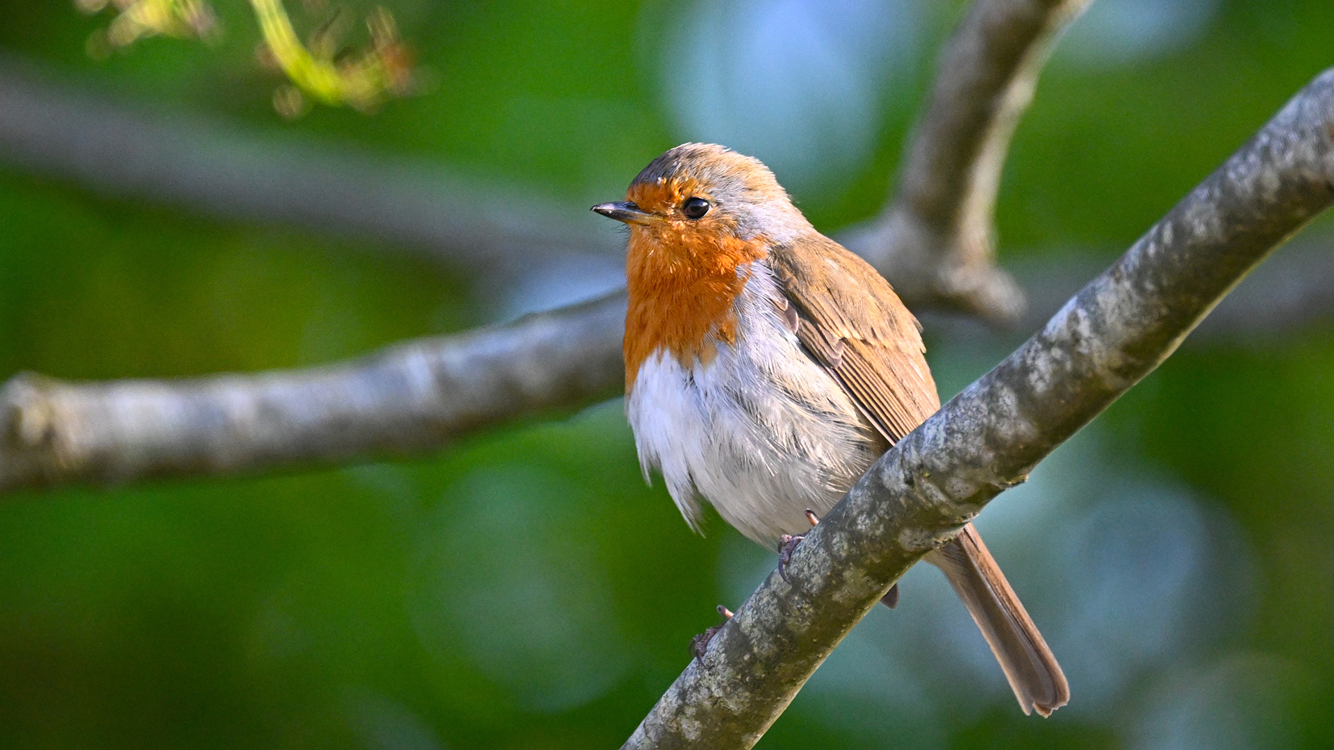 Robin perched on a tree branch in Bushy Park London