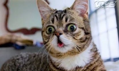We love you Lil Bub! Sincerely, The Internet.