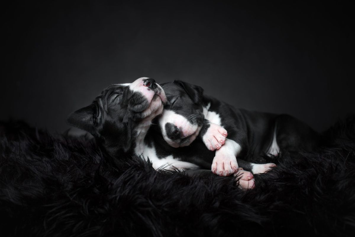 Dog Photography Awards 2023