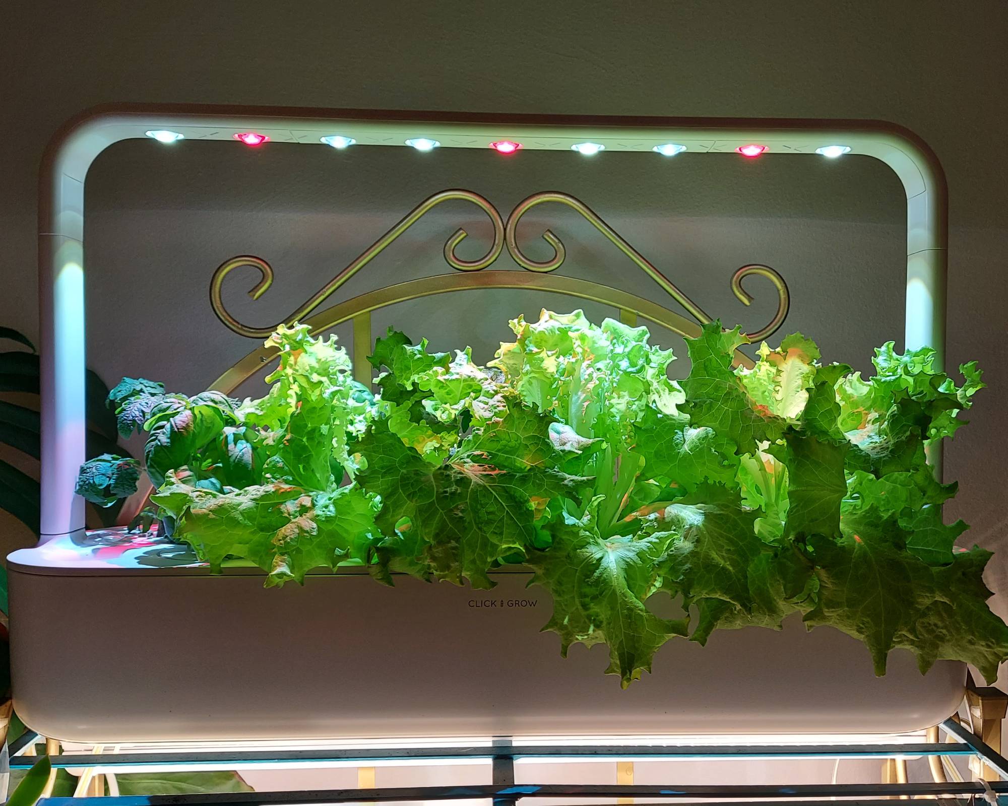 Lettuce growing in grow kit