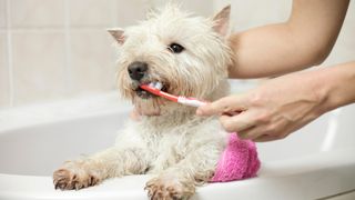 best dog toothpaste: Home bathing and teeth brushing cute west highland white terrier dog