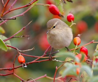 rose hips with chiffchaff bird in late summer