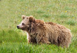New research ties DNA from purported Yetis to Asian bears, including Himalayan brown bears (shown here).