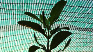 Plant with shade cloth