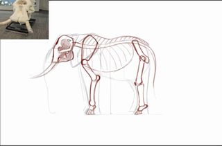 Sketch of elephant skeleton