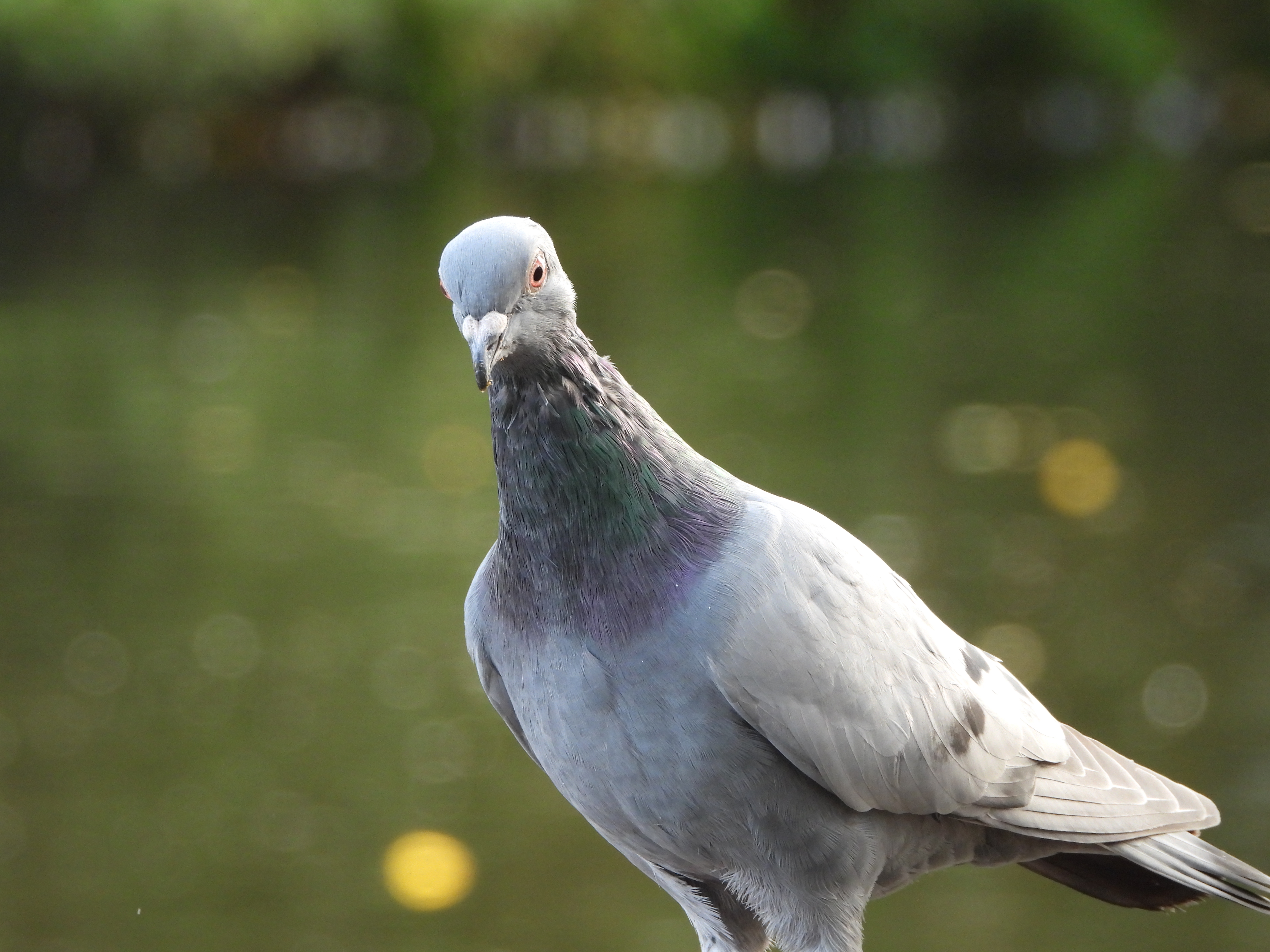 A photo taken on a Nikon Coolpix P1100 digital camera