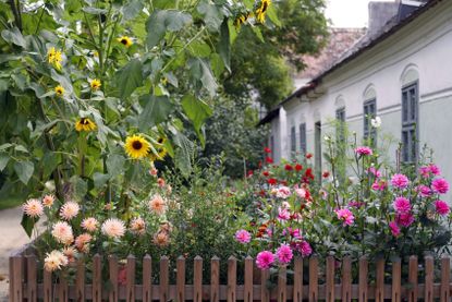 Garden Full Of Dahlia And Other Flowers