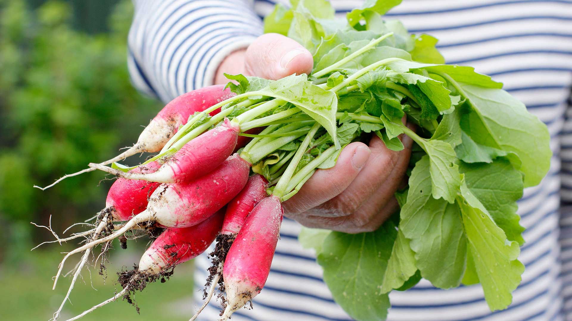 person holding harvested radishes