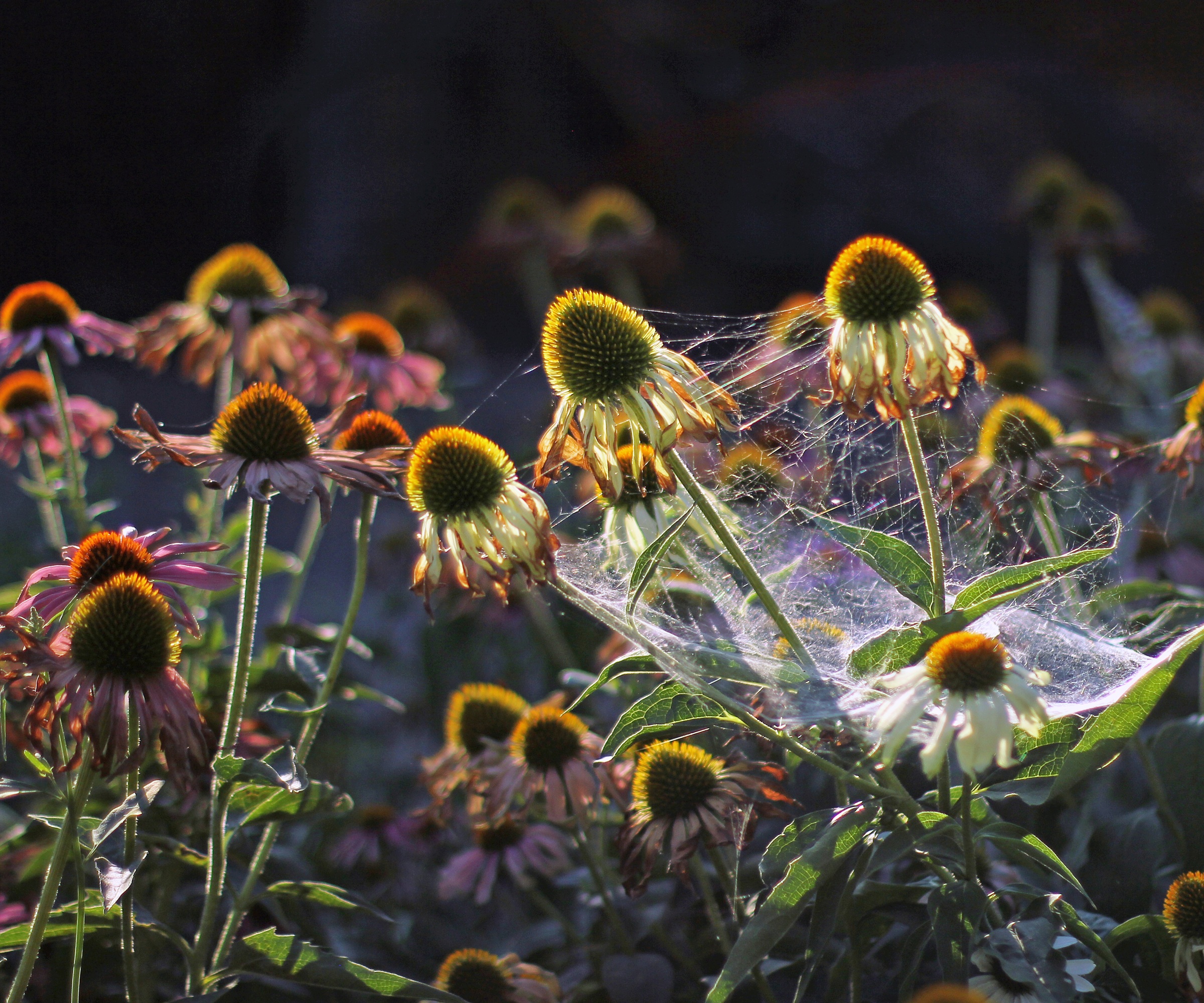 Coneflower with fading petals and cobweb