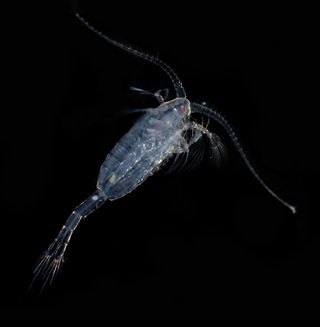 zooplankton, tiny crustaceans, copepods, finding food, scavenging behavior, tiny lives, tiny ocean going creatures, phytoplankton, feeding strategies, how zooplankton find food, 