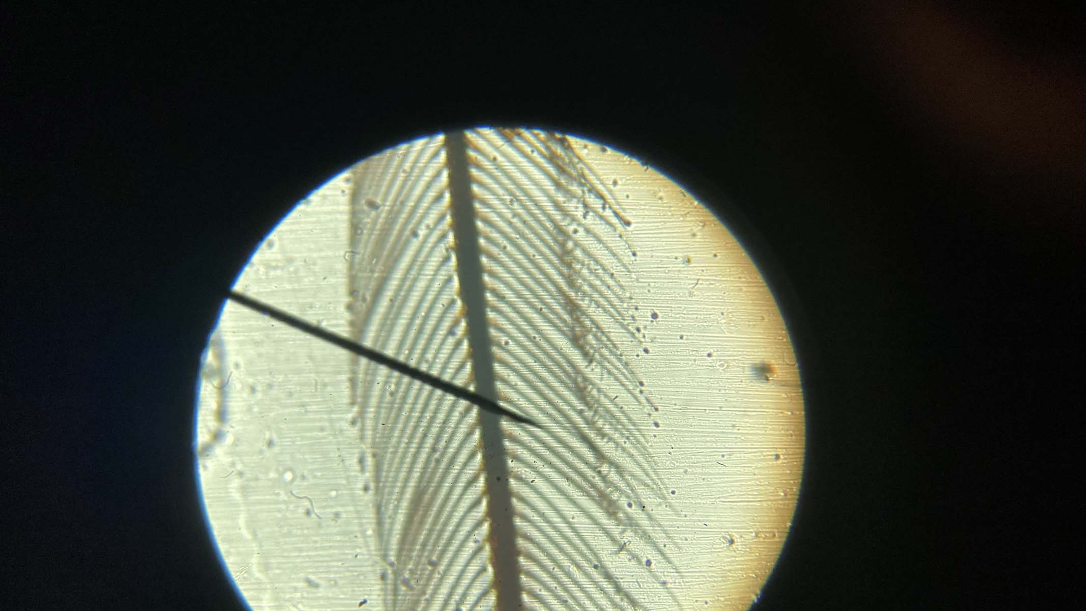 feather under a microscope