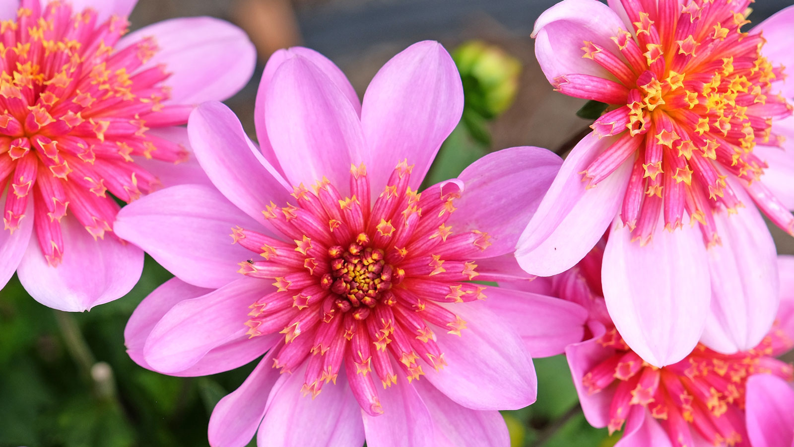 dwarf dahlias Dalina Maxi Starburst Pink in full bloom