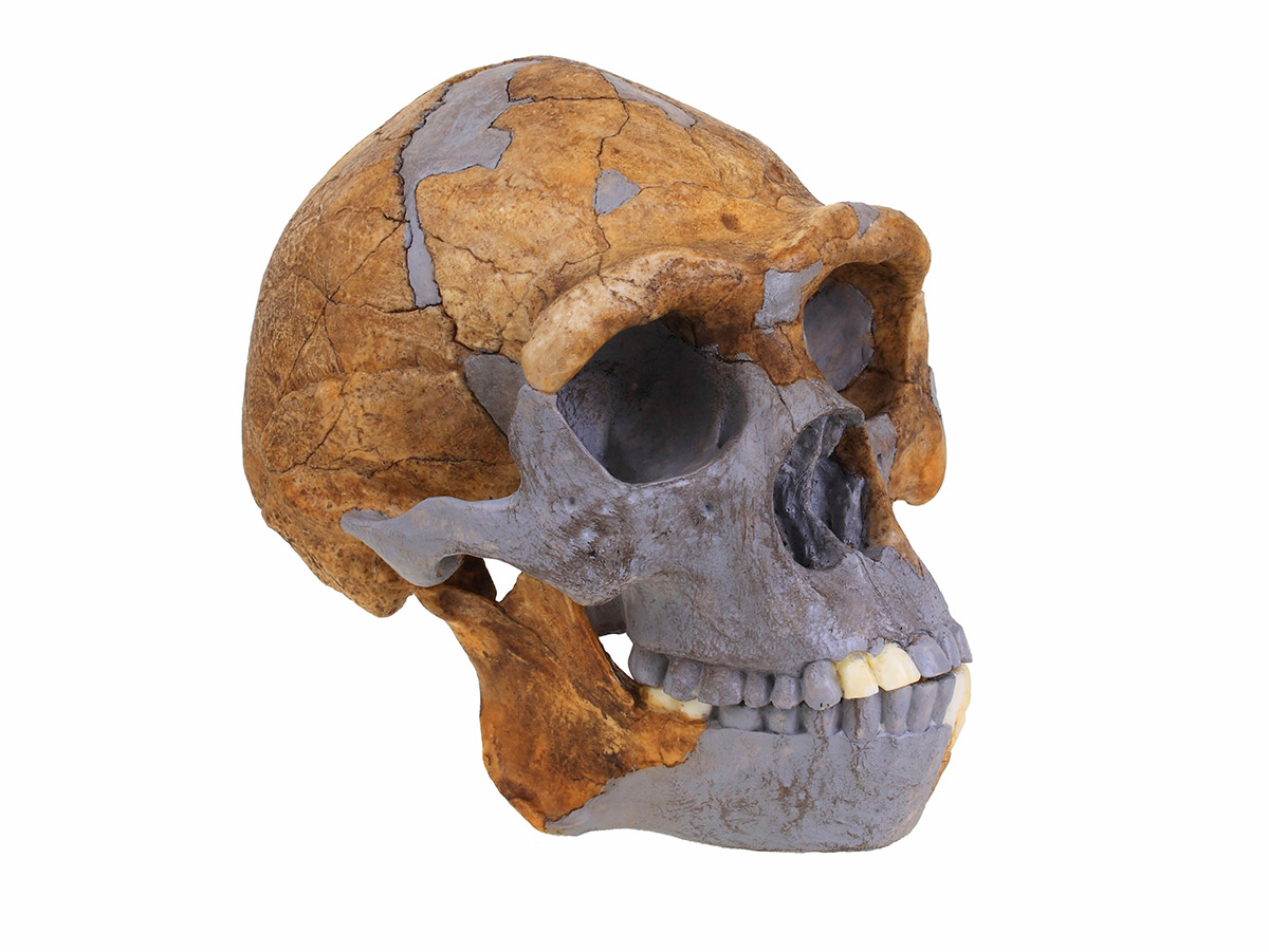 Skull of Peking Man.