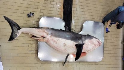 A great white shark lies on the operating table before a necropsy.
