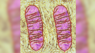 A high-resolution microscope image of two mitochondria side-by-side. The mitochondria are pink, purple and red, against a green background. 