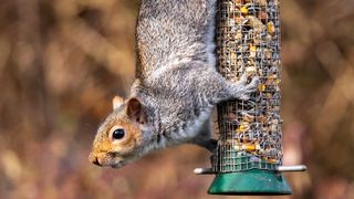 squirrel on bird feeder