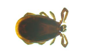 A close-up photo of a black-legged tick