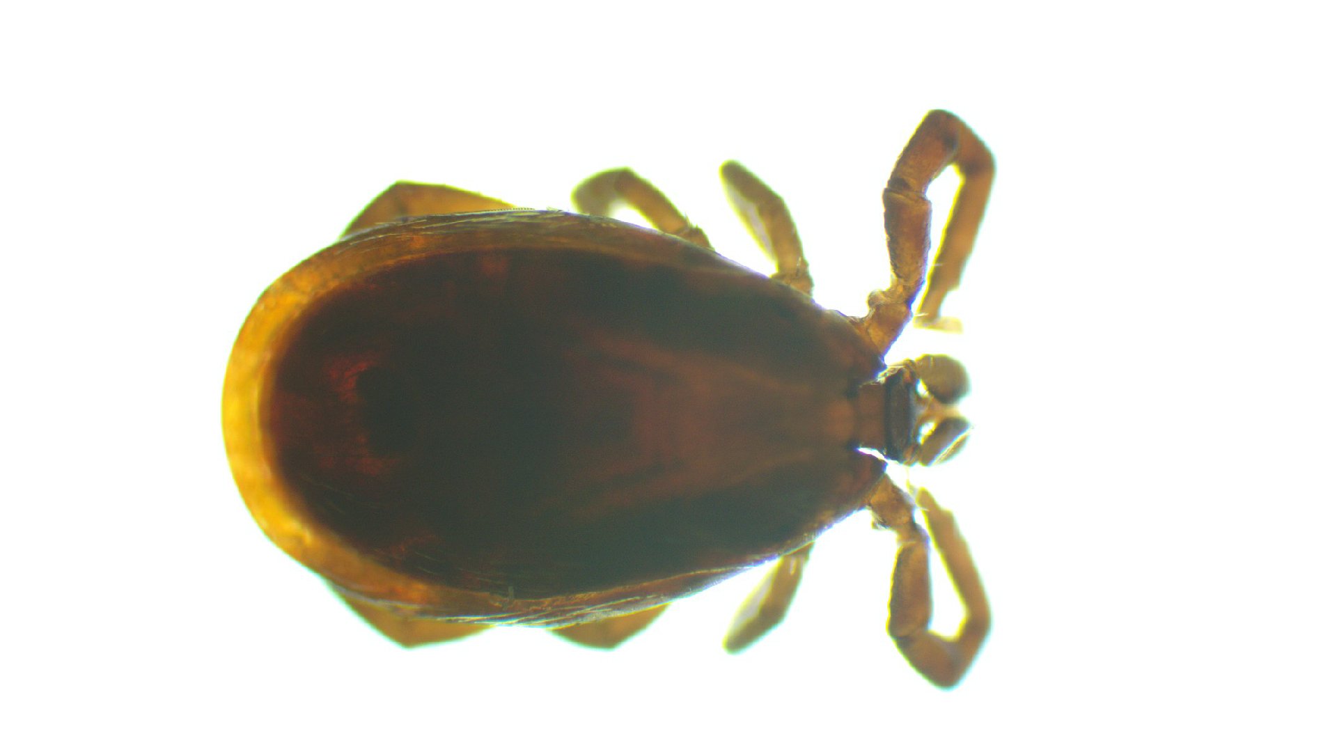 A close-up photo of a black-legged tick